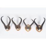 TAXIDERMY: GROUP OF 4 ANTELOPE ANTLERS