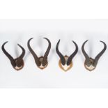 TAXIDERMY: GROUP OF 4 ANTELOPE ANTLERS