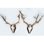 TAXIDERMY: PAIR OF DEER ANTLERS