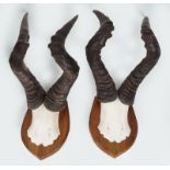 TAXIDERMY: 2 PAIRS OF ANTELOPE HORNS