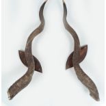 TAXIDERMY: PAIR OF LARGE ANTELOPE HORNS