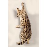 TAXIDERMY: SERVAL CAT