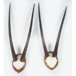 TAXIDERMY: 2 PAIRS OF ANTELOPE HORNS