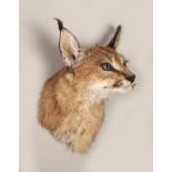 TAXIDERMY: MOUNTED CARACAL CAT