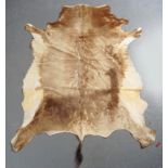 TAXIDERMY: ANTELOPE HIDE