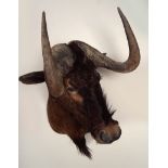 TAXIDERMY: MOUNTED WILDEBEAST