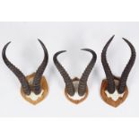 TAXIDERMY: GROUP OF 3 ANTELOPE ANTLERS