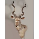 TAXIDERMY: KUDU HEAD & SHOULDERS