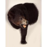 TAXIDERMY: MOUNTED BLACK BEAR