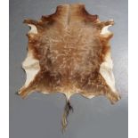 TAXIDERMY: ANTELOPE HIDE