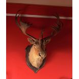 TAXIDERMY: MOUNTED STAG'S HEAD & ANTLERS