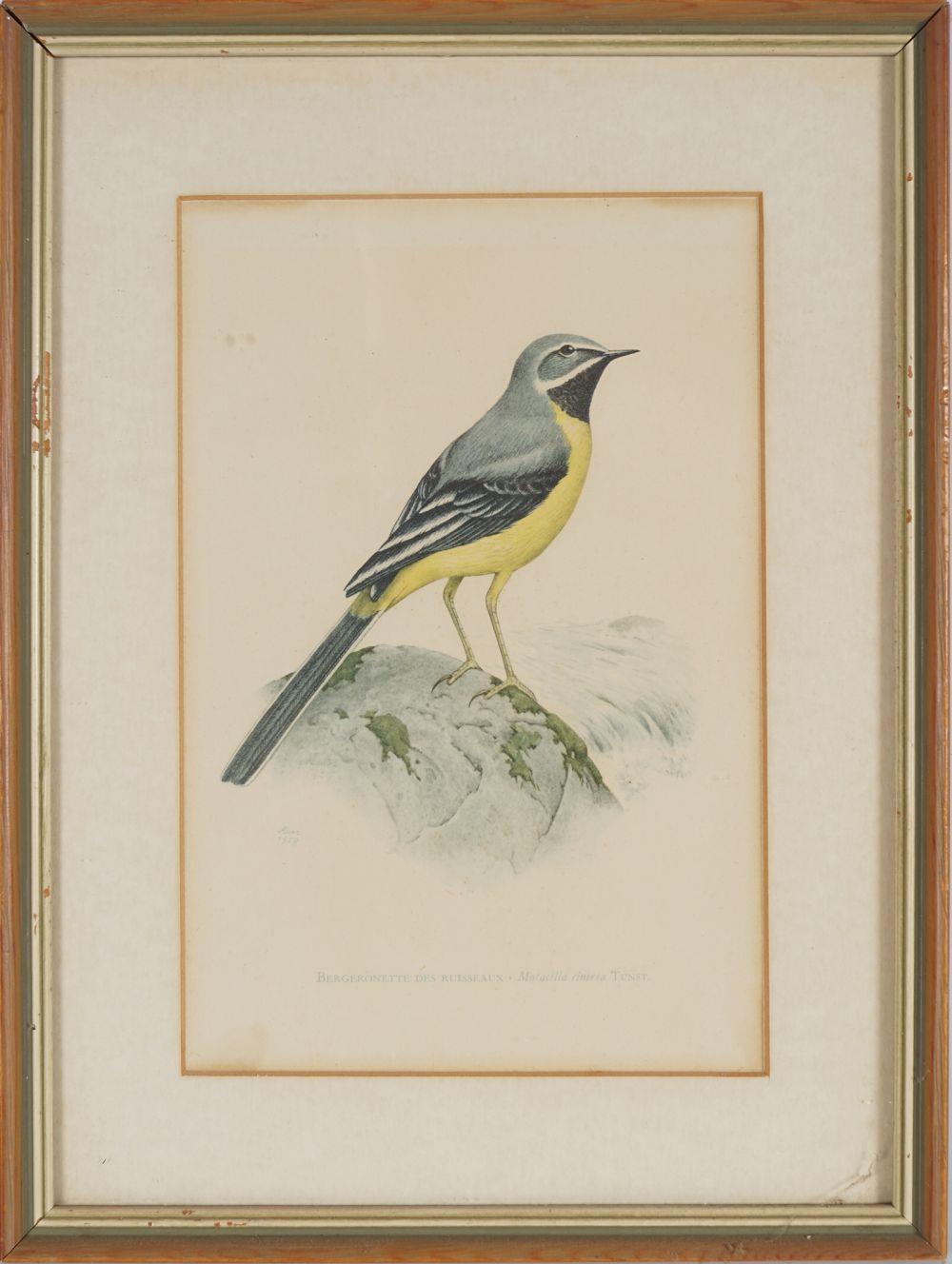 SET OF 4 ORNITHOLOGICAL PRINTS - Bild 4 aus 5