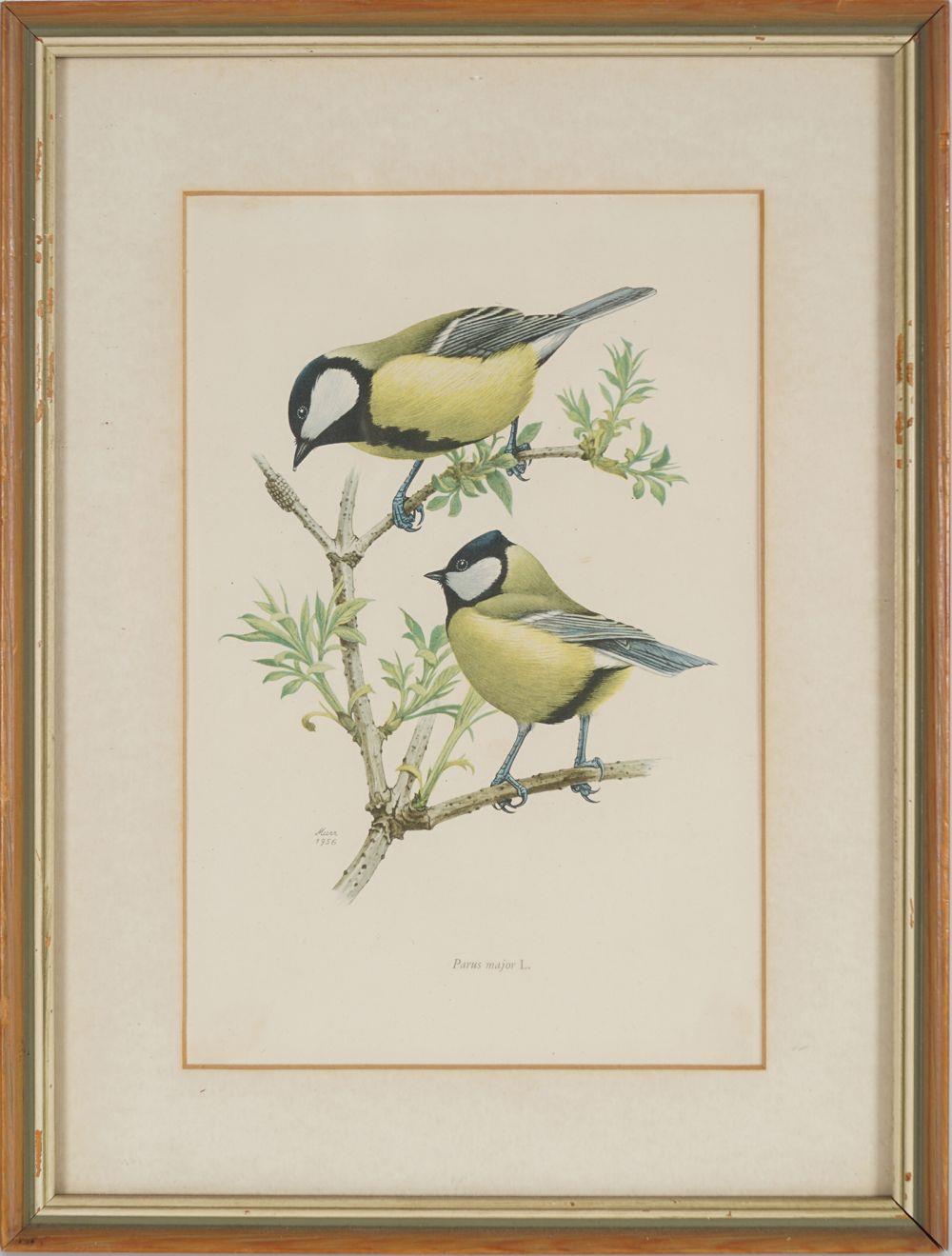 SET OF 4 ORNITHOLOGICAL PRINTS - Bild 5 aus 5