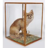 TAXIDERMY: CASED FOX