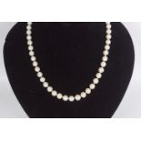 53 CULTURED FRESHWATER PEARL NECKLET