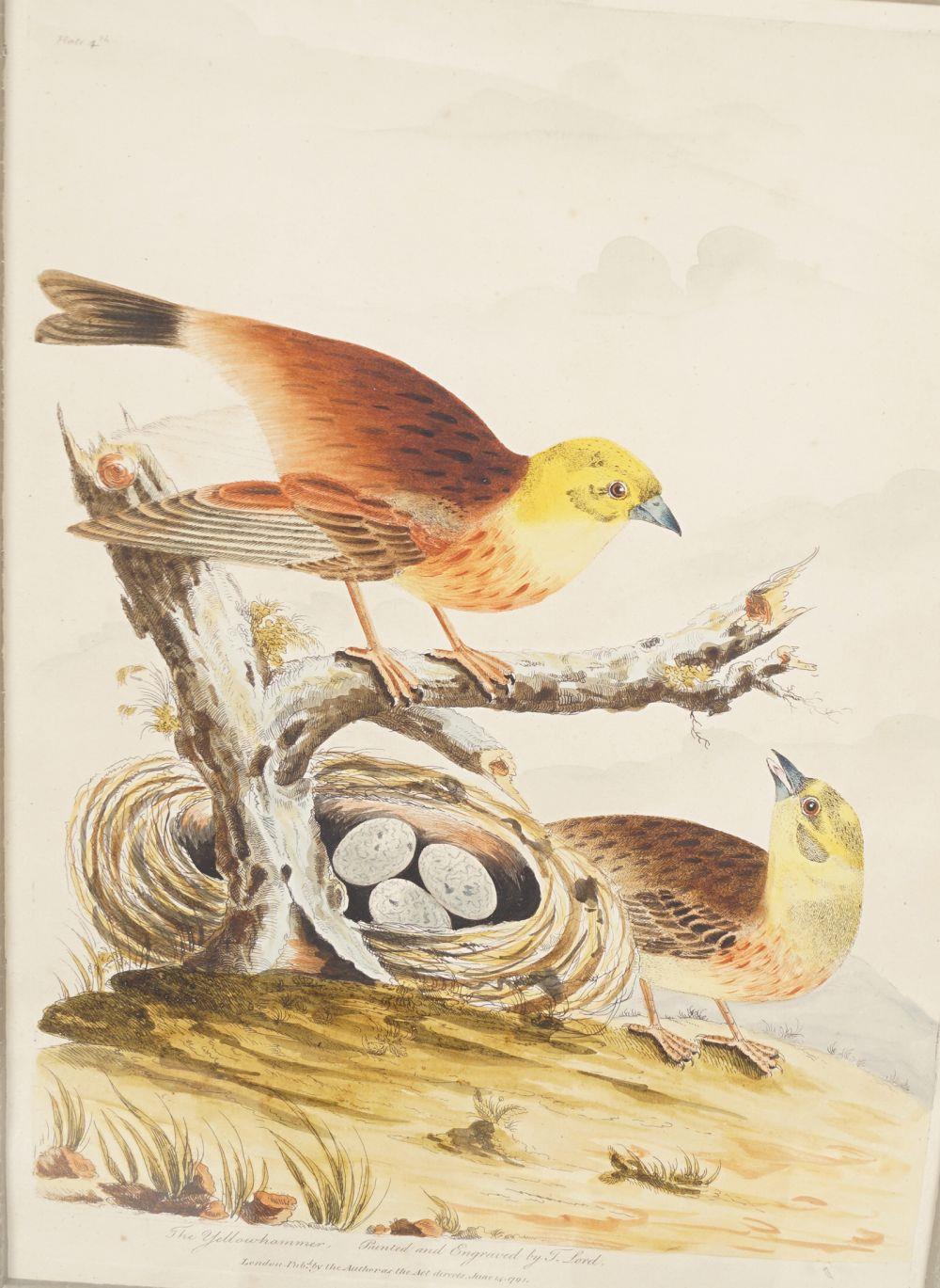 SET OF 6 18TH-CENTURY ORNITHOLOGICAL PRINTS