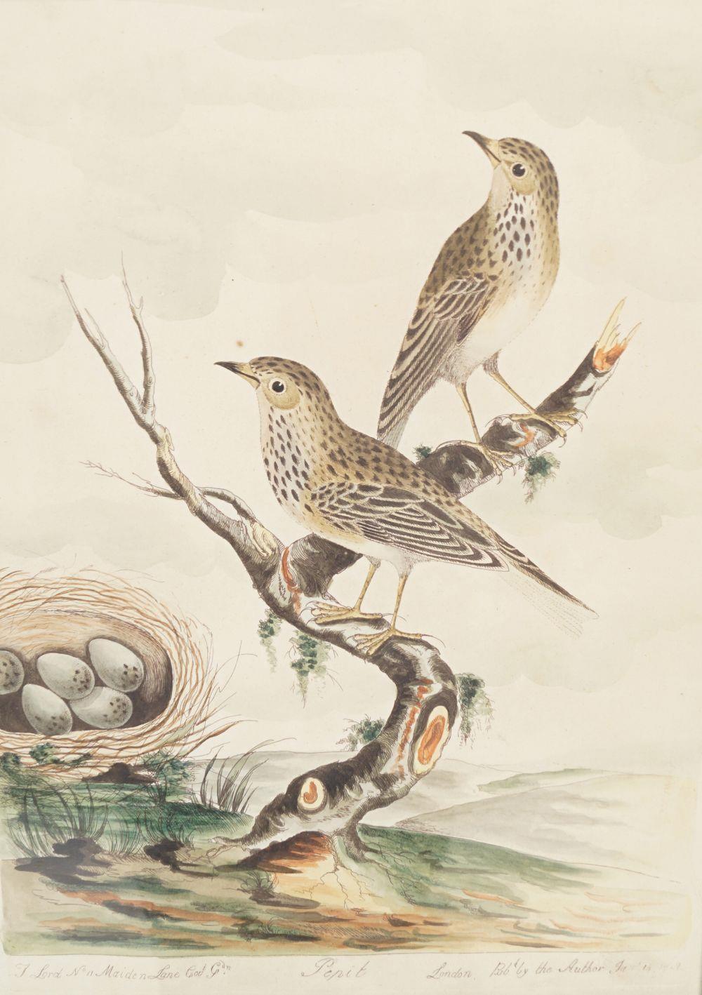 SET OF 6 18TH-CENTURY ORNITHOLOGICAL PRINTS - Bild 2 aus 6