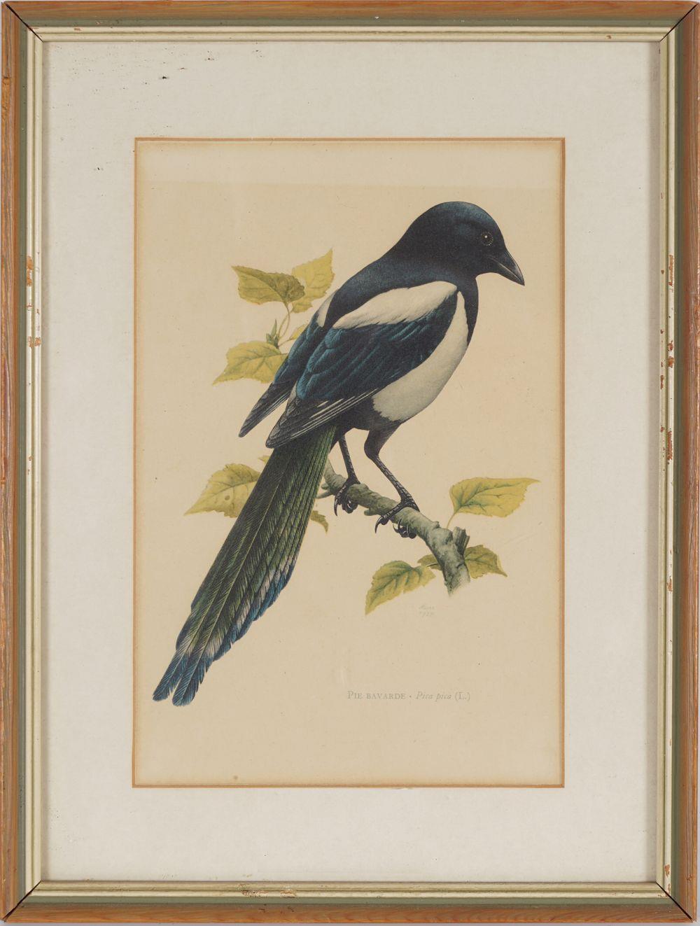 SET OF 4 ORNITHOLOGICAL PRINTS - Bild 2 aus 5