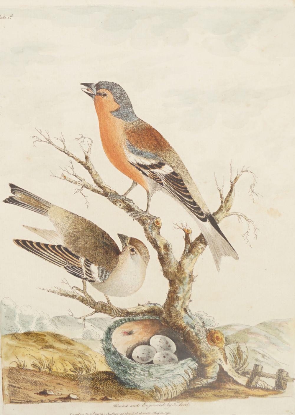 SET OF 6 18TH-CENTURY ORNITHOLOGICAL PRINTS - Bild 4 aus 6