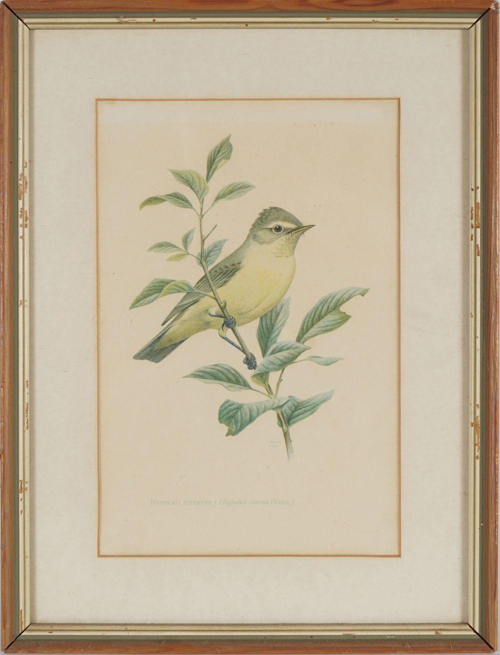 SET OF 4 ORNITHOLOGICAL PRINTS - Bild 3 aus 5