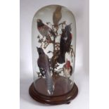 TAXIDERMY: GROUP OF EXOTIC BIRDS