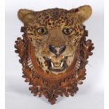 TAXIDERMY: LEOPARD HEAD