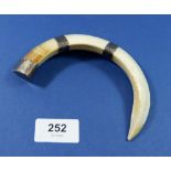 A hogs tusk cloak pin with white metal mounts, 13cm wide