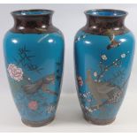 A pair of Japanese Meiji period cloisonné tall vases decorated birds and blossom on a blue ground,