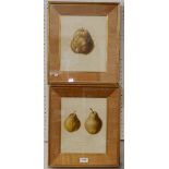 Two botanical prints of pears from the 'Transactions of Horticultural Society, London' Vol III,