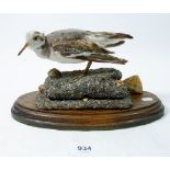 A taxidermy dunlin