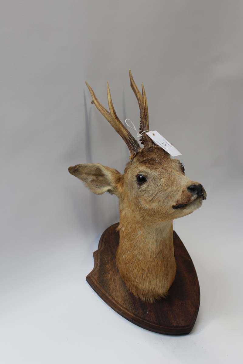 Shield mounted taxidermist's example of a Roe buck head - Image 2 of 2