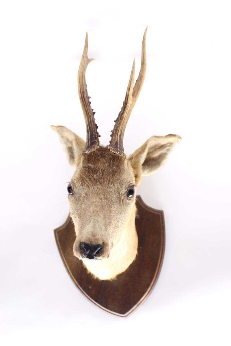 Shield mounted taxidermist's example of a Roe buck head