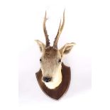 Shield mounted taxidermist's example of a Roe buck head