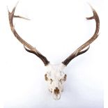 Set of Red Deer stag antlers