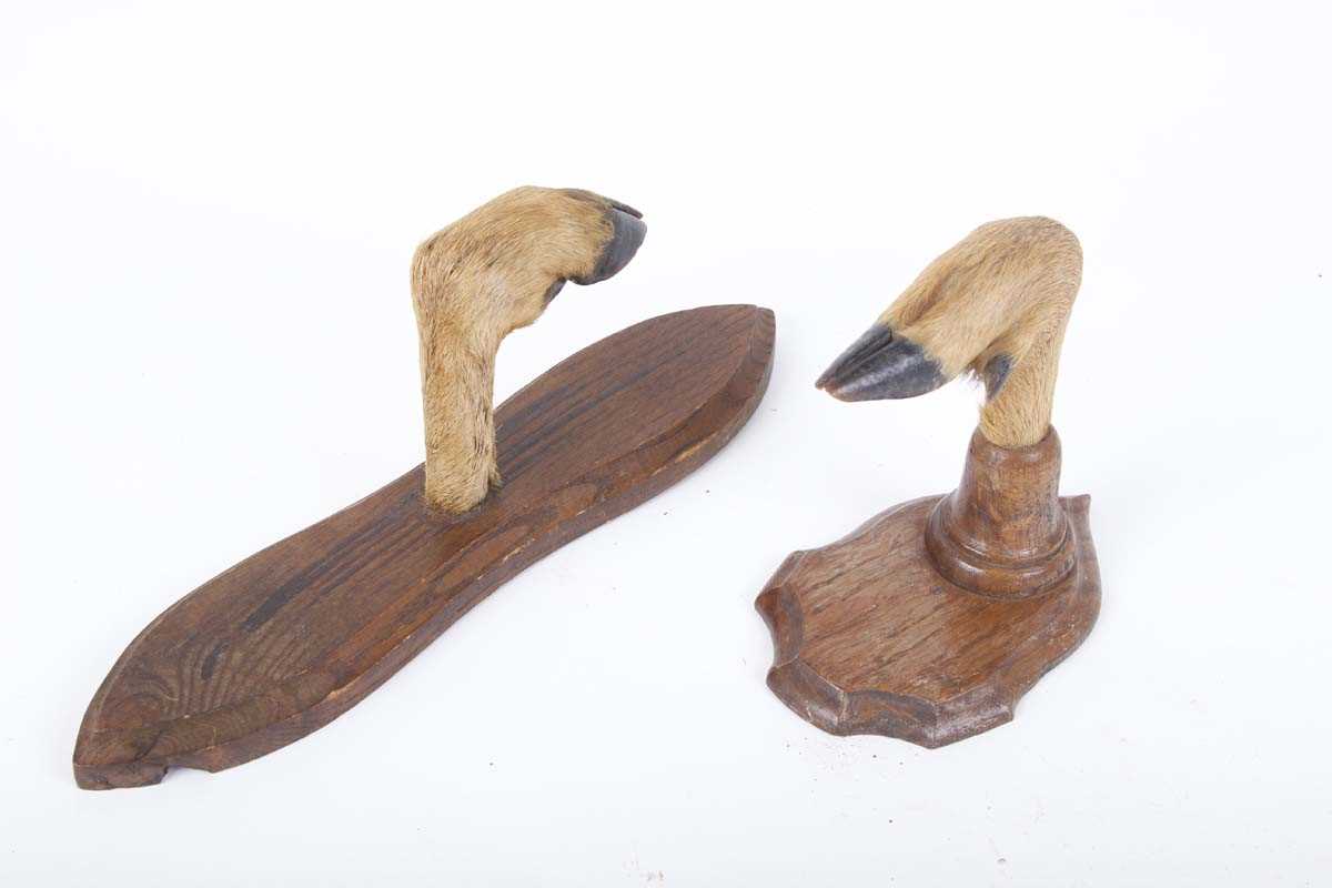 Two taxidermy deer foot wall hangers, plaque mounted