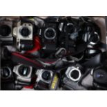 A Tray of Nikon Camera Bodies, a Nikon F50, two F55's, a F301, a F-401s and two F-801s bodies,