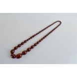 A graduated string of 'cherry amber' beads, knotted and strung, largest 3cm, smallest 0.5cm, 37cm