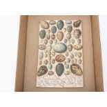 A Geographia Ltd wooden dissected puzzle of Some Favourite British Birds' Eggs, in remains of