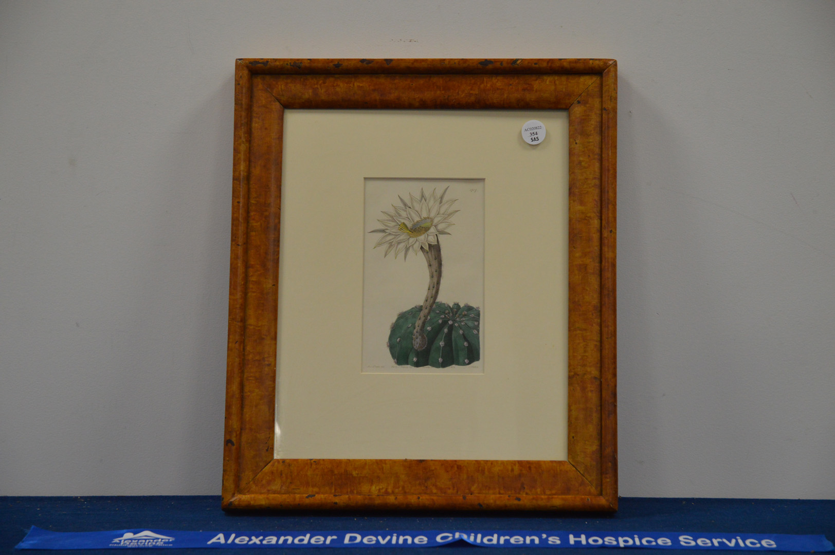 A framed bootplate of a cactus, in a maple frame, 48cm x 40cm IMPORTANT! REGARDING CONDITION