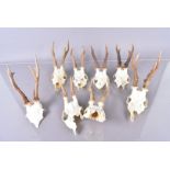 A group of nine pairs of small deer antlers, various sizes