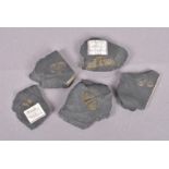 Five small fossils, looks to contain small insects, four with indistinct labels