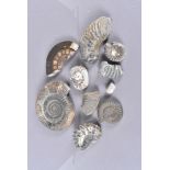 A small collection of assorted Ammonites, located in Whitby UK, including Dactylioceras Upper