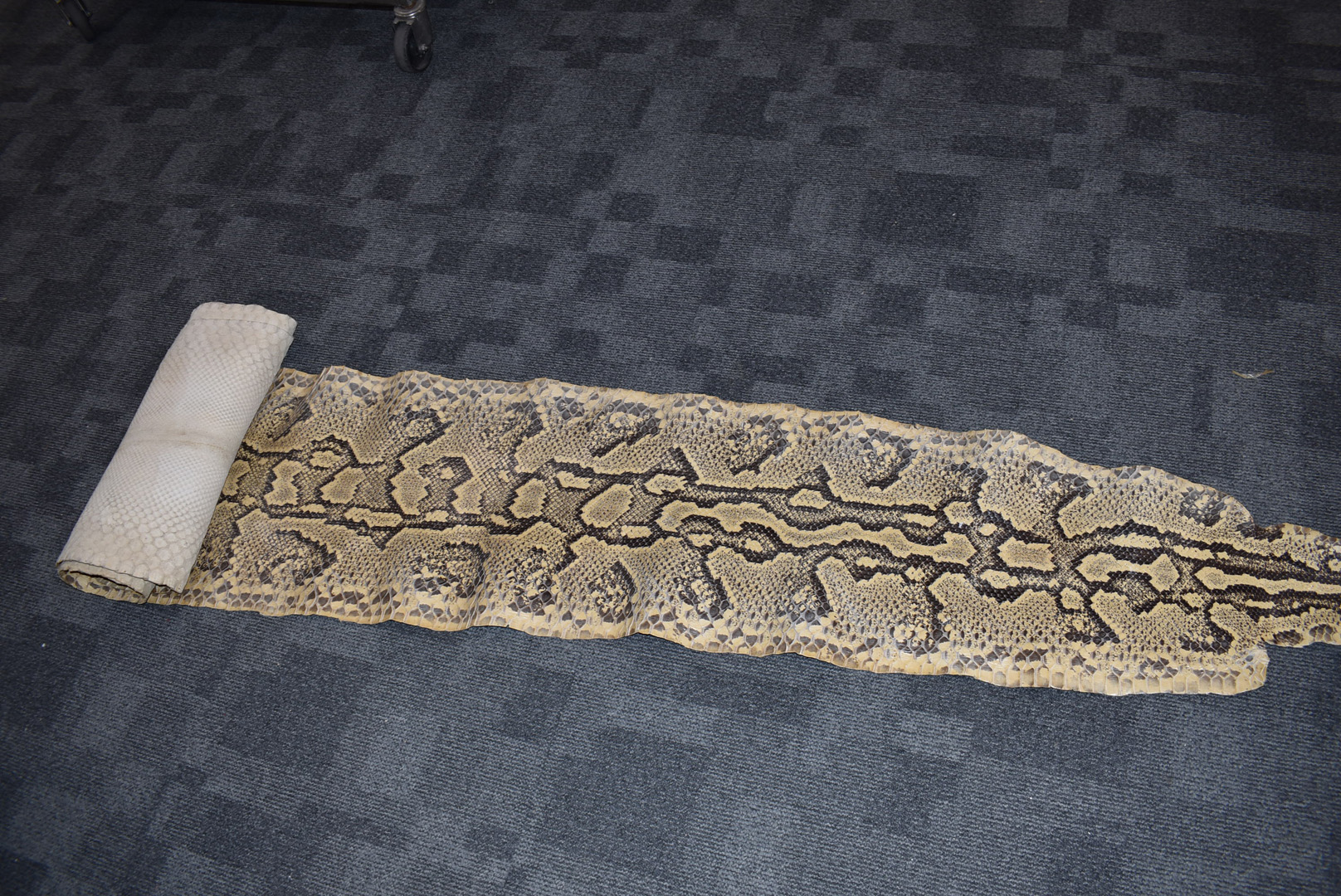 A large Python flat skin, (Pythonidae), laid on backing material, with Made in Switzerland stamp,