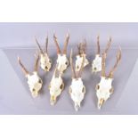 A group of eight pairs of small deer antlers, various sizes