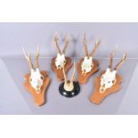 A group of five pairs of small deer antlers, all mounted on wall plaques