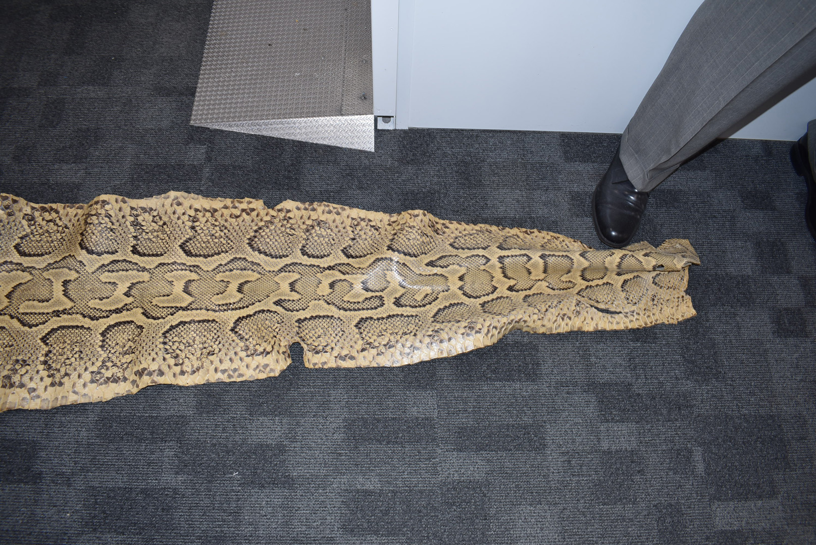 A large Python flat skin, (Pythonidae), laid on backing material, with Made in Switzerland stamp, - Bild 8 aus 8