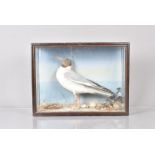 Chroicocephalus Brunnicephalus, Taxidermy, a Brown-headed Gull, within a case, sand and shells