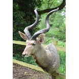 A head of a South African Greater Kudu, (Tragelaphus Strepsiceros), with approximately 44in. twisted