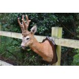 A head mount of a British Peruke Roe Deer, (Capreolus Capreolu)s, with 20cm long fur covered antlers