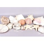 An assortment of nautical wildlife and shells, to include Sea Urchins, Star Fish, Cowrie, Murex,
